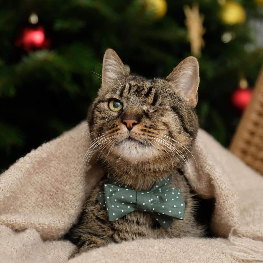 catinberlinさんのインスタグラム写真 - (catinberlinInstagram)「Ready to celebrate my 15th Christmas. 🎄🥰 www.catinberlin.com」12月20日 21時20分 - catinberlin