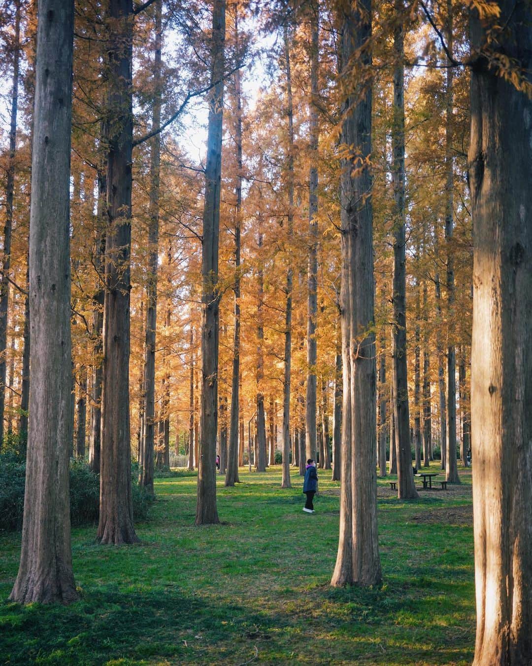 ima_ju / Jun Iのインスタグラム：「: : In the Vertical  : : ::」