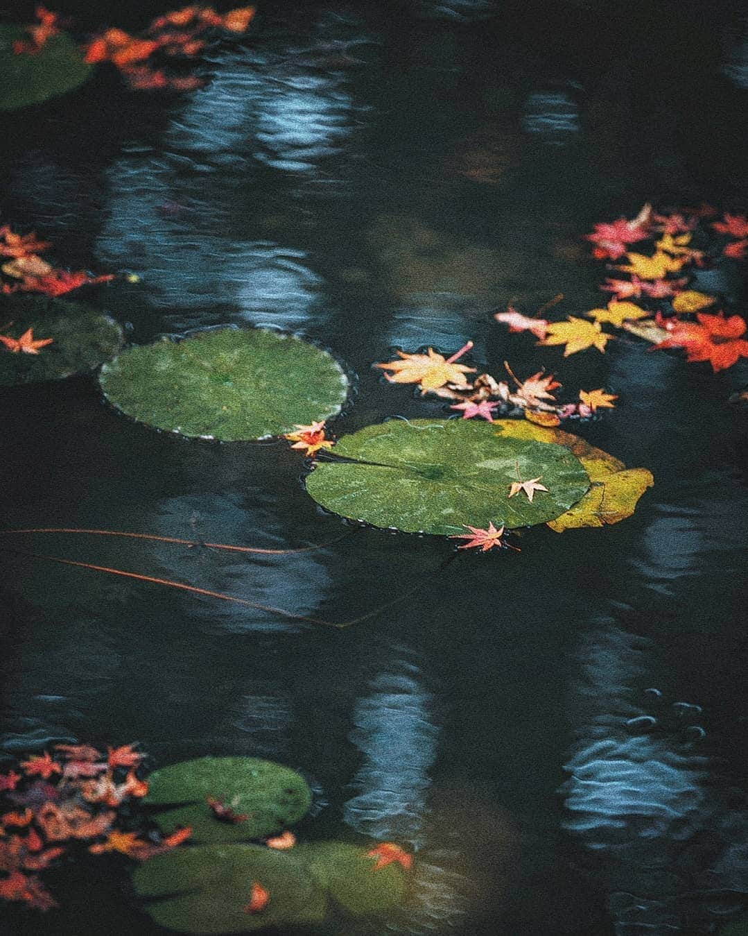 Berlin Tokyoさんのインスタグラム写真 - (Berlin TokyoInstagram)「The Autumn colors in the ancient capital of Japan. . . . #hellofrom #kyoto #japan」12月20日 22時10分 - tokio_kid