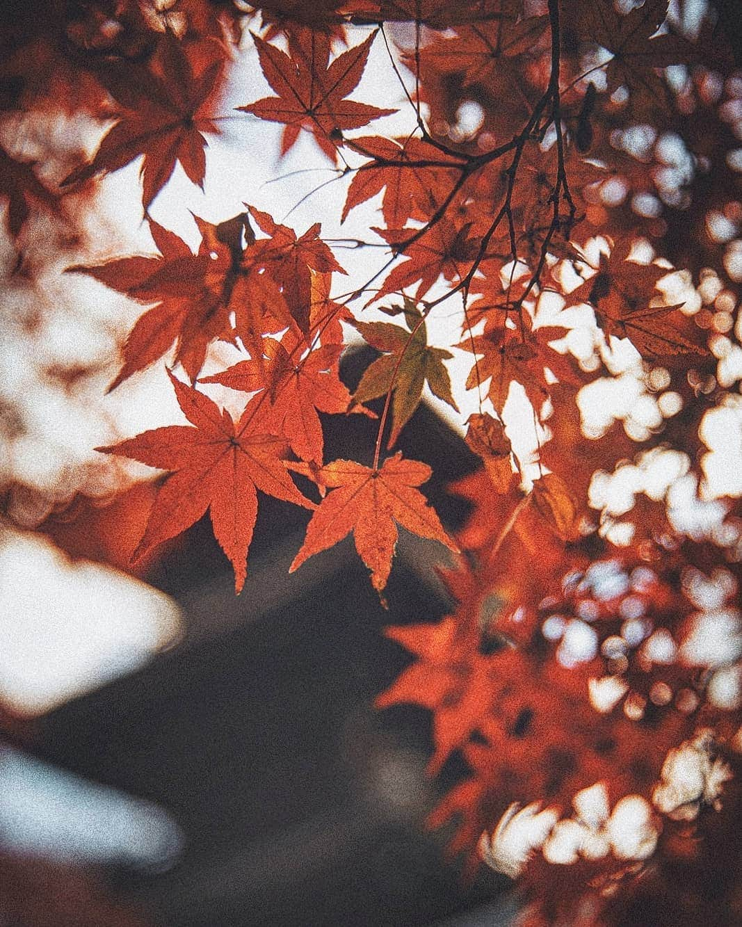 Berlin Tokyoさんのインスタグラム写真 - (Berlin TokyoInstagram)「The Autumn colors in the ancient capital of Japan. . . . #hellofrom #kyoto #japan」12月20日 22時10分 - tokio_kid