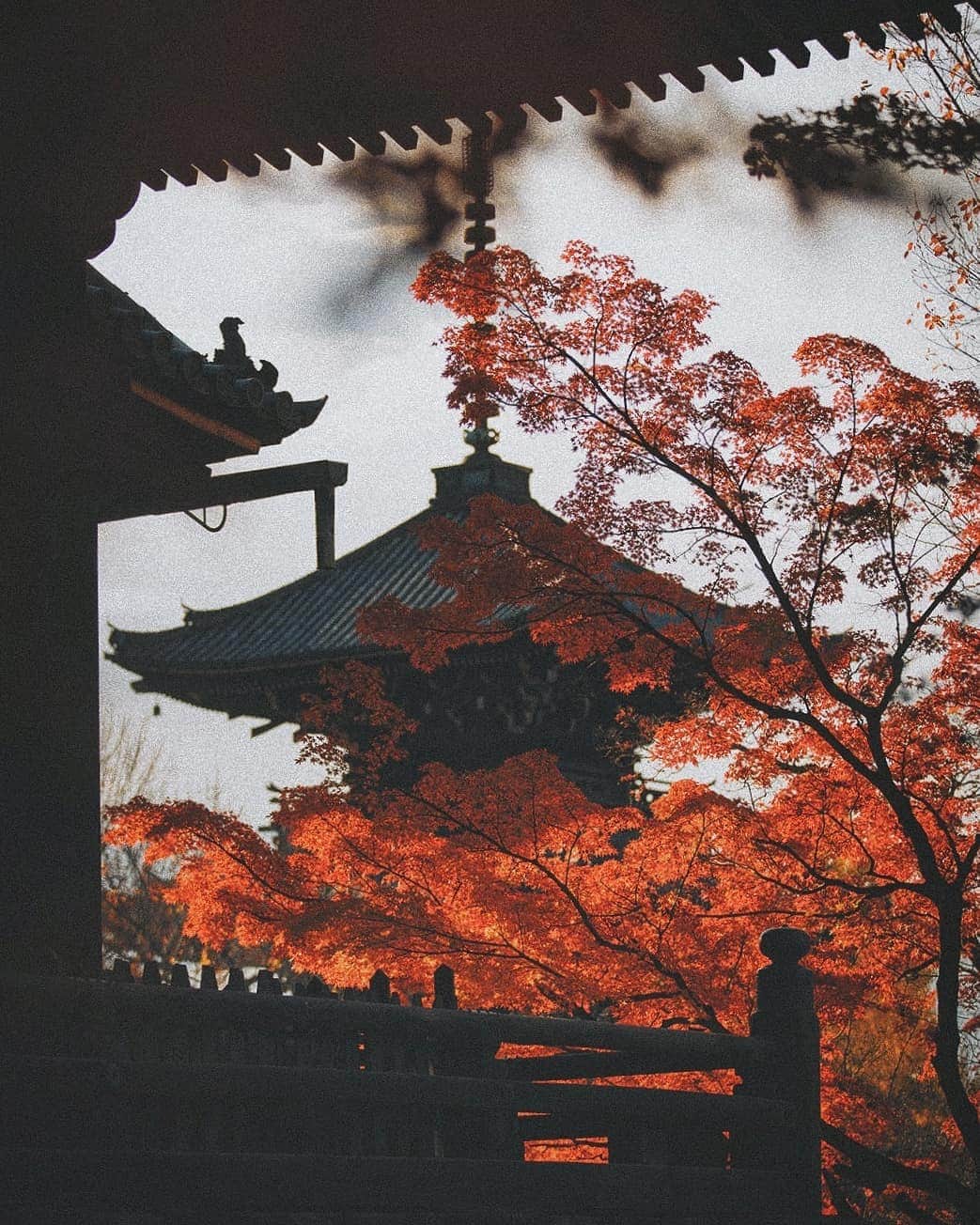 Berlin Tokyoさんのインスタグラム写真 - (Berlin TokyoInstagram)「The Autumn colors in the ancient capital of Japan. . . . #hellofrom #kyoto #japan」12月20日 22時10分 - tokio_kid