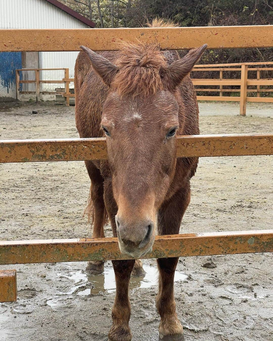 熊谷知花のインスタグラム：「お馬さん🐴  この日は少し雨が降ったりしていたから、身体が濡れちゃって寒そうだね😣  でもこうやってお客さんへサービスしてくれてありがとう🥺💕 優しいお馬さん✨  #那須どうぶつ王国 #動物好き #馬 #ホース」