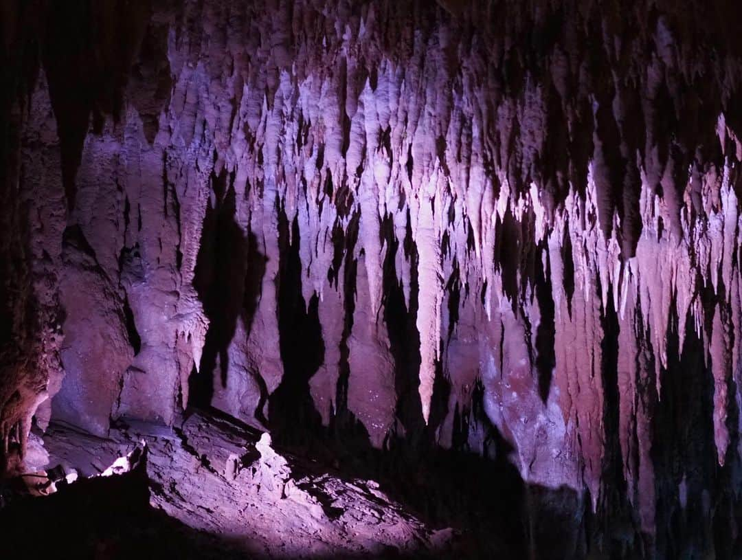 今井安紀さんのインスタグラム写真 - (今井安紀Instagram)「I found a perfect-ish hibiscus. I fotgot where I found. (No.1) I went Okinawa world to see a limestone cave “Gyokusendo”. Actually, I’ve been there this year before this trip to join adventure caving tour that we could go to undisclosed area. Both were beautiful and really interesting. (No.2-4) There was a Ryukyu traditional dog in the theme park. (No.5) At Habu Park area, I found mega bats and mangoose. Most people forget that bats are mammals. They are really fluffy♡ (No.6-8) The next day, first I went to the Mihama American Village. I found some nice exteriors in there. (No.9-10)  完璧みたいなハイビスカス見つけた。どこだっけこれ。(No.1) 玉泉洞の鍾乳洞を見におきなわワールドへ。実は夏にも未公開エリアの探検ツアーに行ってる。公開エリアは照明が綺麗だし、未公開エリアは貴重なものがたくさん見られてどちらも面白い。(No.2-4) 琉球犬みっけ。(No.5) ハブ博物パークにはオリイオオコウモリっていうおっきくてふわふわのコウモリとか、マングースとかいろいろいた。コウモリ何気に哺乳類なんだよね。(No.6-8) 翌日は北谷のアメリカンビレッジからスタート。可愛いエクステリアがいっぱい。(No.9-10)  Camera : Olympus PEN E-PL9  #olympuspenepl9 #noedit #nofilter #photolover #latergram #okinawa #trip #travel #hibiscus #okinawaworld #limestonecave #megabat #mongoose #americanvillage  #オリンパスPEN #加工なし #撮って出し #写真好きな人と繋がりたい #時差スタグラム #旅 #旅行 #沖縄 #ハイビスカス #おきなわワールド #玉泉洞 #鍾乳洞 #琉球犬 #オリイオオコウモリ #マングース #アメリカンビレッジ」12月20日 22時17分 - i_am_akinyan0826