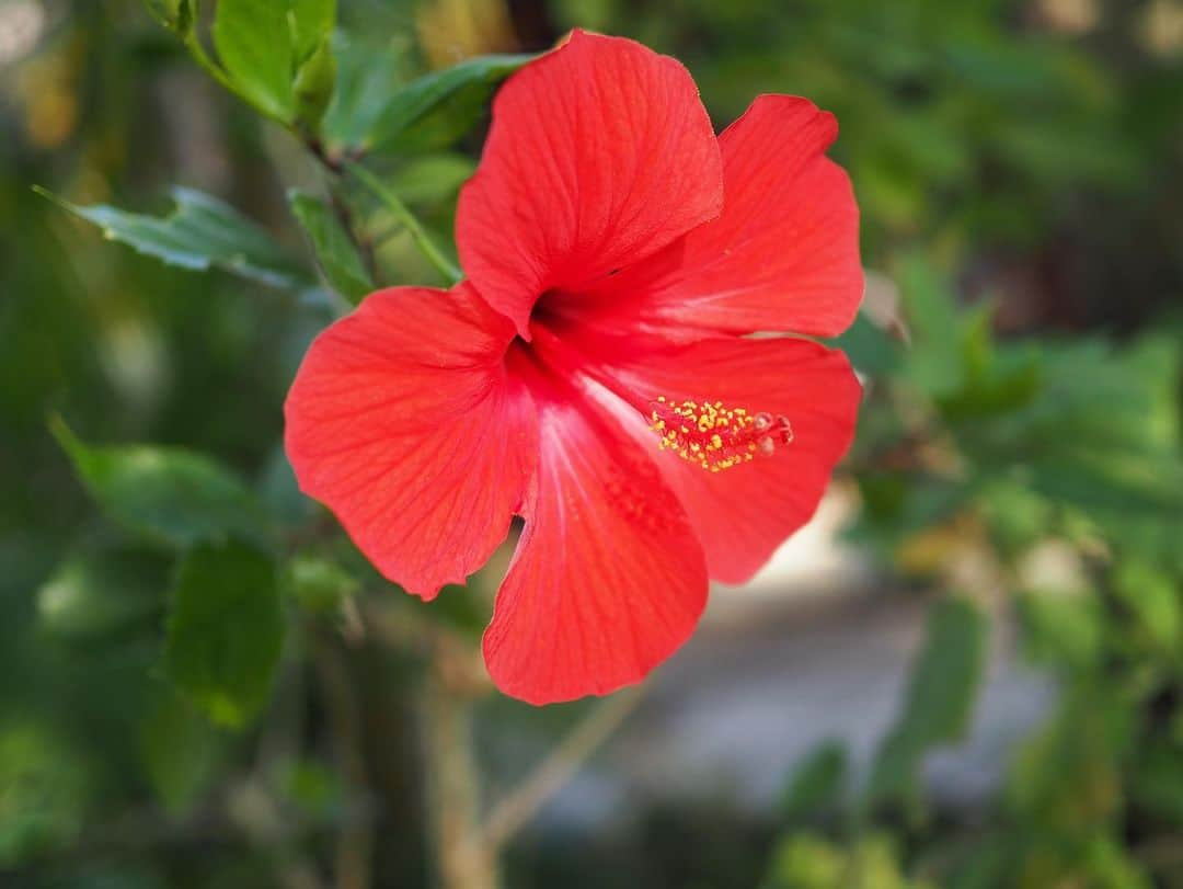 今井安紀のインスタグラム：「I found a perfect-ish hibiscus. I fotgot where I found. (No.1) I went Okinawa world to see a limestone cave “Gyokusendo”. Actually, I’ve been there this year before this trip to join adventure caving tour that we could go to undisclosed area. Both were beautiful and really interesting. (No.2-4) There was a Ryukyu traditional dog in the theme park. (No.5) At Habu Park area, I found mega bats and mangoose. Most people forget that bats are mammals. They are really fluffy♡ (No.6-8) The next day, first I went to the Mihama American Village. I found some nice exteriors in there. (No.9-10)  完璧みたいなハイビスカス見つけた。どこだっけこれ。(No.1) 玉泉洞の鍾乳洞を見におきなわワールドへ。実は夏にも未公開エリアの探検ツアーに行ってる。公開エリアは照明が綺麗だし、未公開エリアは貴重なものがたくさん見られてどちらも面白い。(No.2-4) 琉球犬みっけ。(No.5) ハブ博物パークにはオリイオオコウモリっていうおっきくてふわふわのコウモリとか、マングースとかいろいろいた。コウモリ何気に哺乳類なんだよね。(No.6-8) 翌日は北谷のアメリカンビレッジからスタート。可愛いエクステリアがいっぱい。(No.9-10)  Camera : Olympus PEN E-PL9  #olympuspenepl9 #noedit #nofilter #photolover #latergram #okinawa #trip #travel #hibiscus #okinawaworld #limestonecave #megabat #mongoose #americanvillage  #オリンパスPEN #加工なし #撮って出し #写真好きな人と繋がりたい #時差スタグラム #旅 #旅行 #沖縄 #ハイビスカス #おきなわワールド #玉泉洞 #鍾乳洞 #琉球犬 #オリイオオコウモリ #マングース #アメリカンビレッジ」