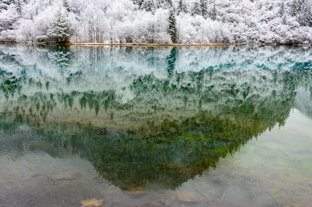 Michael Yamashitaさんのインスタグラム写真 - (Michael YamashitaInstagram)「Reflections in a pond:  This is not just any pond -- it's the aptly named Five Color Pond, in Sichuan, China's Jiuzhaighou National Park. Jiuzhaighou is a world apart and is quite simply the most photogenic spot in China. It is also the most popular and best managed forest reserve in China. It’s my personal vision of paradise, a photographer’s Shangri-La.    From the new edition of SHANGRI-LA [ALONG THE TEA ROAD TO LHASA]. Available where books are sold. @yamashitaphoto #Sichuan #JiuzhaigouValley #JiuzhaiValley #Jiuzhaigou #teahorseroad #chamagudao #ShangriLa」12月20日 22時17分 - yamashitaphoto