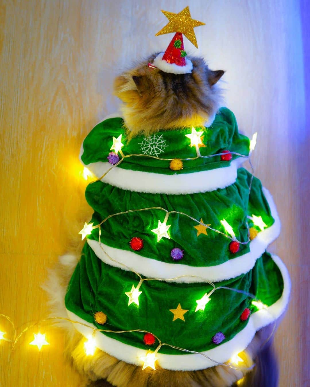 Kenshin & Chloeyのインスタグラム：「🎄(swipe)❤ The precious Christmas Kenny Tree is hungry 😁 #ilovemychristmastree#christmastreecat」