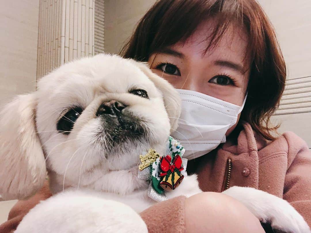 有田優理香のインスタグラム：「いけわんになって帰ってきました🐶💓  さて、年の瀬の広島に嬉しいニュースが！世羅高校、全国高校駅伝アベック優勝🥇おめでとうございます🎉 いち駅伝ファンとして、やっぱり地元の活躍は自分のことのように嬉しい！おめでとうございます✨ あすの18時台のニュースでもお伝えします！  #pekingese #ペキニーズ　#犬界の藤原竜也　#全国高校駅伝　#アベック優勝 #5年前がなつかしい　#ぺいちゃんリボン　#世羅カラー笑」