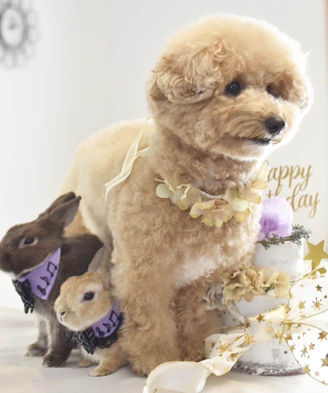 yun.ゆんのインスタグラム：「march.lemon🐻🍋＋cotton.💭 Happy birthday cotton.🎂💭 . . 今日は我が家の三男（五男？） コットンの2歳のお誕生日でした。 💕 . コットンお誕生日のいつもより豪華なごはんに大興奮。😋😂（こんなご飯今日だけよ。❤︎） お兄ちゃん達も帰ってきてたから、みんなにお祝いしてもらってるのが分かるかのように、うれしそうでした。☺️ . . ビションフリーゼとトイプードル、MIXのコットン。 体型は完全にビションちゃん寄りでしかも大きめですが😂それがまたたまらないモフモフ。💭 これからも小さなお兄ちゃん🐰🐰達を守ってね。💓 . . ♪ ♪ ♪ #2歳誕生日#優しい弟  #クリスマス#うさぎ#ウサギ#ネザーランドドワーフ#ZIP写真部#レモン#ふわもこ部#マーチ#多頭飼い#犬とうさぎ#癒し #rabbits#rabbitsofinstagram #rabbitstagram #petstagram #march#instapet#cutepetclub #instarabbit #bunnies #bunnylove #lapin #pecotv #WeeklyFluff #lemon #netherlanddwarf #dailyflufffeature#pecotv」