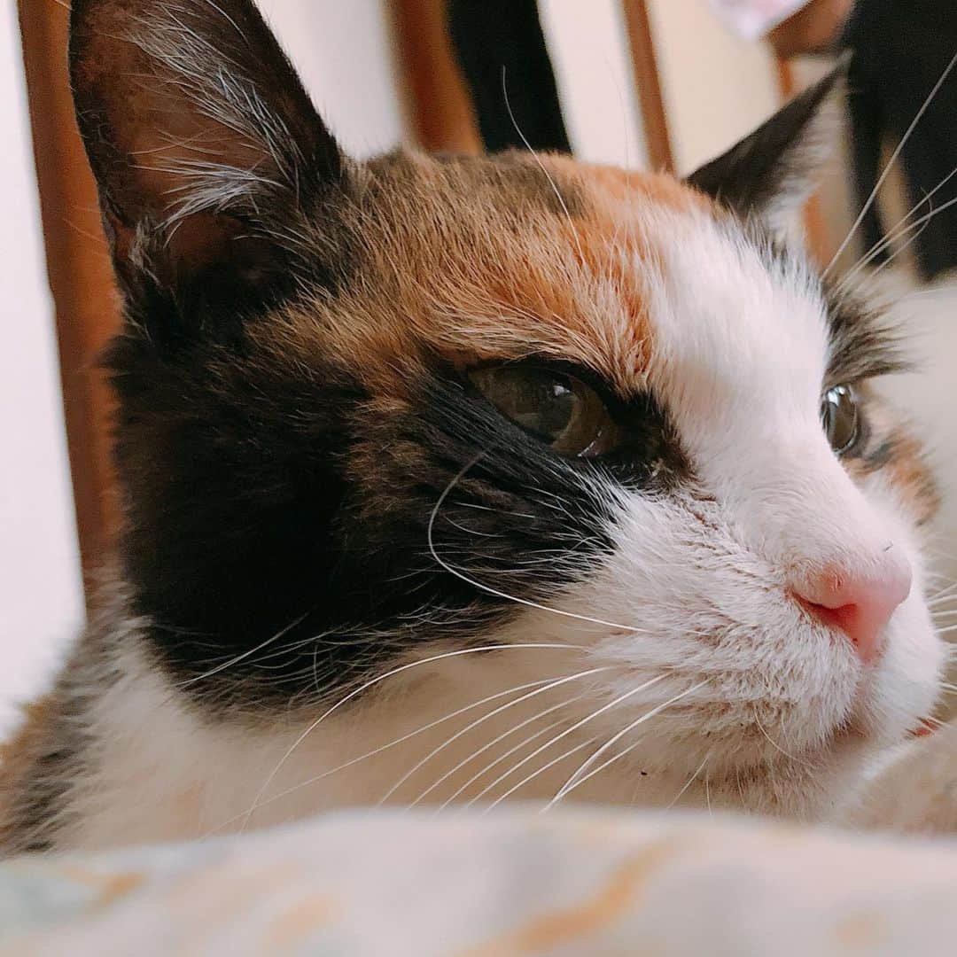 門倉聡のインスタグラム：「最近はお布団に登ってくる。 一年経ってもはや完全に家猫と化した笑 糖尿病で痩せてきてるけど、元気。 #猫糖尿病 #cat」