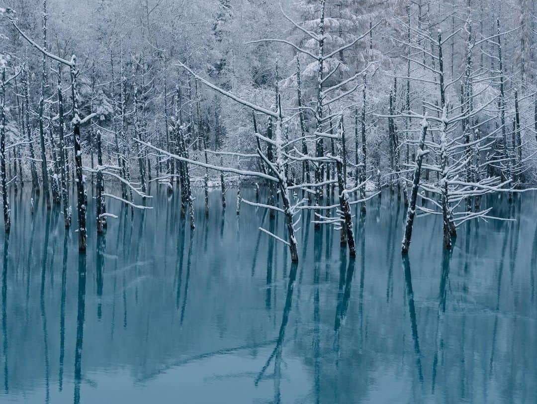 Hikaruのインスタグラム：「Flower of blue Ike and Yuki. . . #青い池 #北海道 #igersjp #instagram #東京カメラ部 #tokyocameraclub #natgeo #bealpha #sonyphotography #pashadelic #bestjapanpics #natgeo #ig_japan #natgeoyourshot #yourshotphotographer #myrrs #hellofrom #naturephotography #ig_worldclub #1x #landscapephotomag #landscapelovers #lovers_nippon #visitjapanjp #bbctravel #art_of_japan #splendid_earth #日本の絶景 #ig_great_pics #BBCtravel #ig_worldclub」