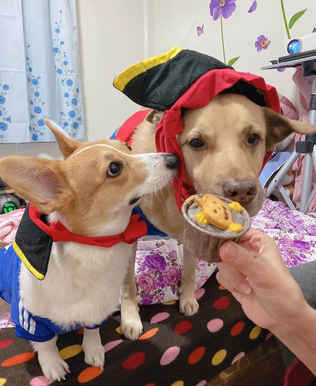 徐薇涵（Wei Han Xu）のインスタグラム：「這個月🈵️一歲的財🥰 時間過好快呀 原本還小小的現在長得頭好壯壯 有夠皮有夠愛欺負肉肉 希望兩個寶都能身體健康 陪我們長長久久🥰 #財與肉」