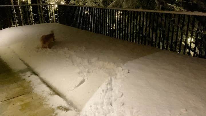 ジェームズ・ガンのインスタグラム：「My buddy/joy mentor River experienced his first snow last night. #dog #dogs #dogsofinstagram」