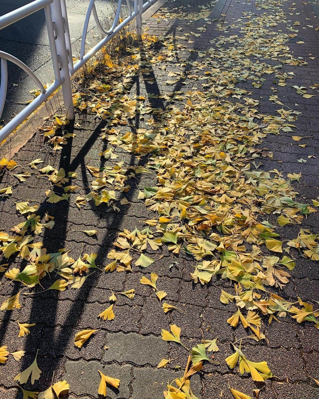 風間ゆみえのインスタグラム：「今日は友人の娘さんを連れて朝からデートを楽しんでいました。  12月も後半、やっておきたいことであたまの中はいっぱいにあふれているいるから、なかなかお休みを取れずに何かしら仕事をしてしまっていたけど、今日は久しぶりに無邪気におやすみを満喫できました。  昼下がりの微睡みのとき、ふわっと吹いた突然の風が黄金に色づいた銀杏の葉を踊らせて私の足を止めました。  そうね、ありがとう。  こんな素敵な季節を見逃していてはもったいない。  タクシーに伸ばした手をおろして歩いた帰り道、  良き。」