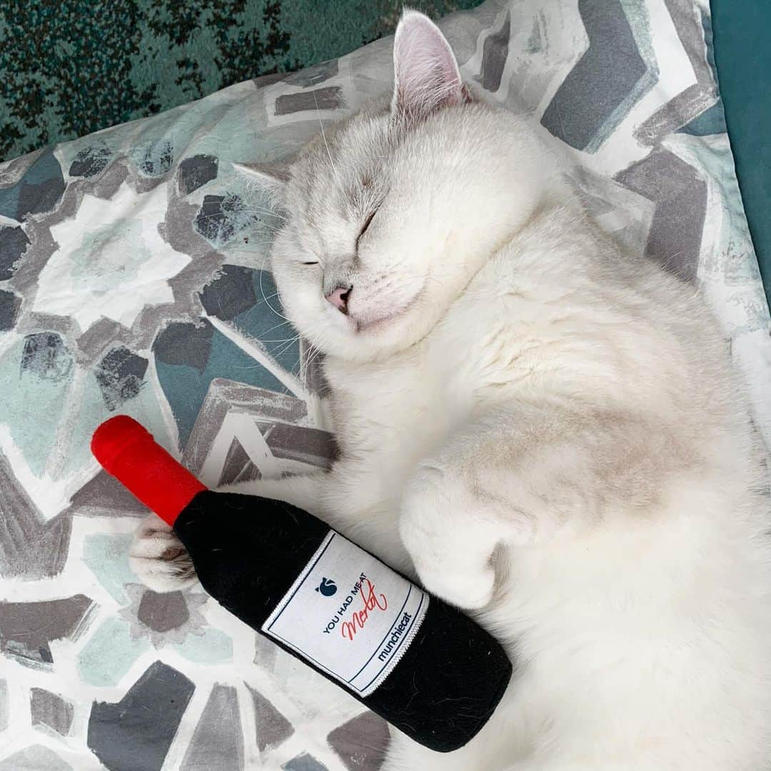 ミスター・ホワイトさんのインスタグラム写真 - (ミスター・ホワイトInstagram)「You had me at merlot❤️」12月20日 23時19分 - white_coffee_cat