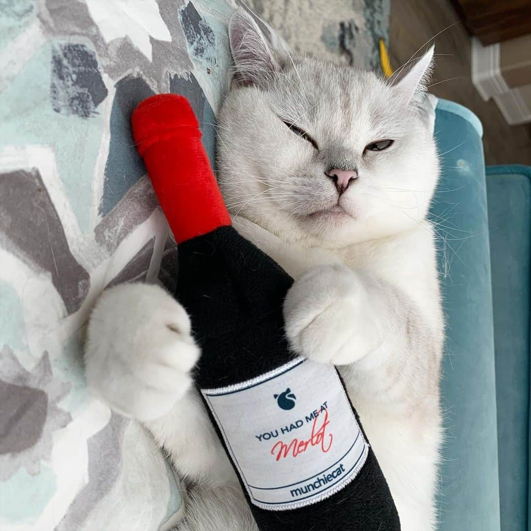 ミスター・ホワイトさんのインスタグラム写真 - (ミスター・ホワイトInstagram)「You had me at merlot❤️」12月20日 23時19分 - white_coffee_cat