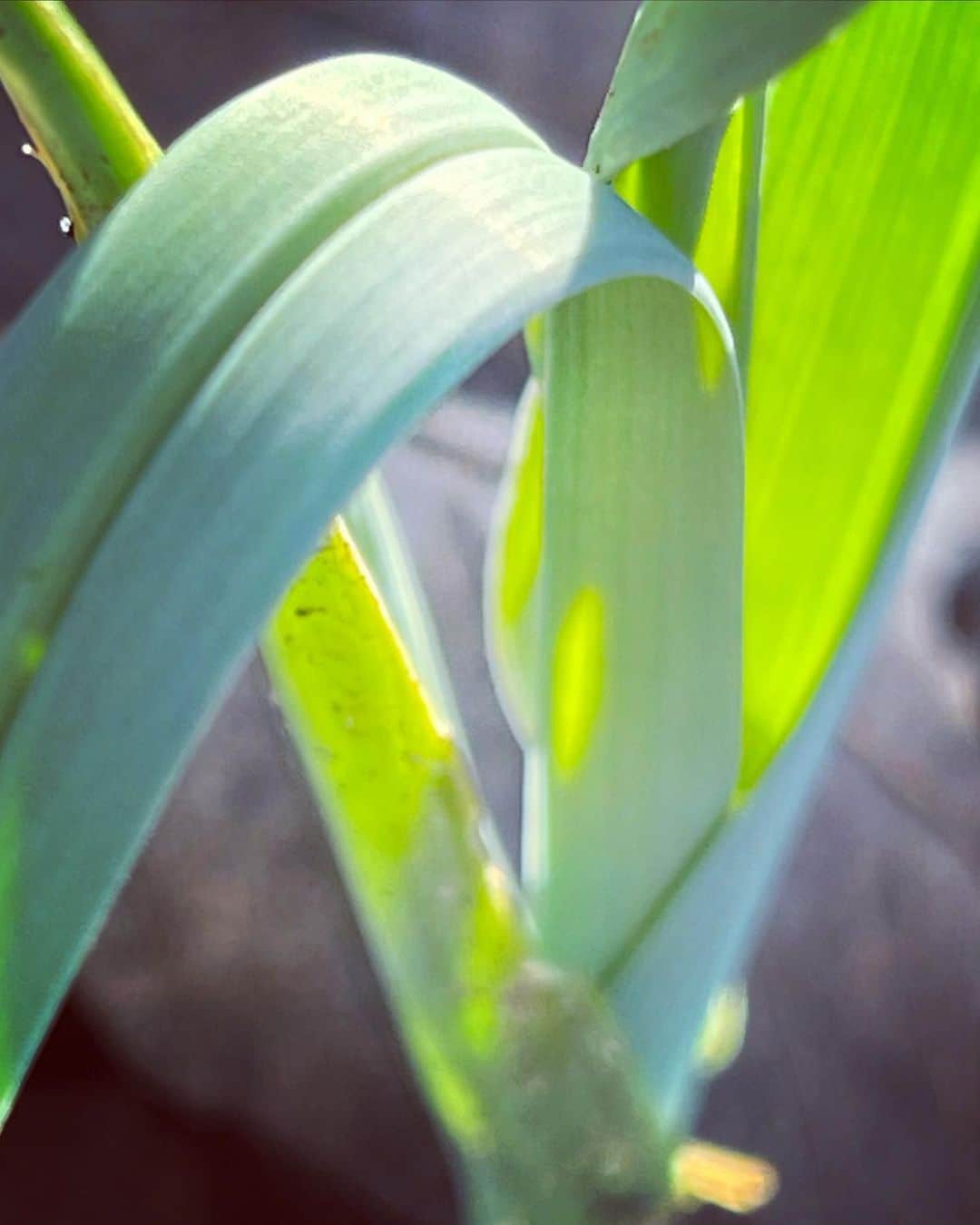 ニック・ナイトさんのインスタグラム写真 - (ニック・ナイトInstagram)「My leeks are the only plant growing in my vegetable garden right now .  Such beauty  and resilience.  Garlic is planted but still under ground .  Is there anything else I can plant in December ?」12月20日 23時16分 - nick_knight