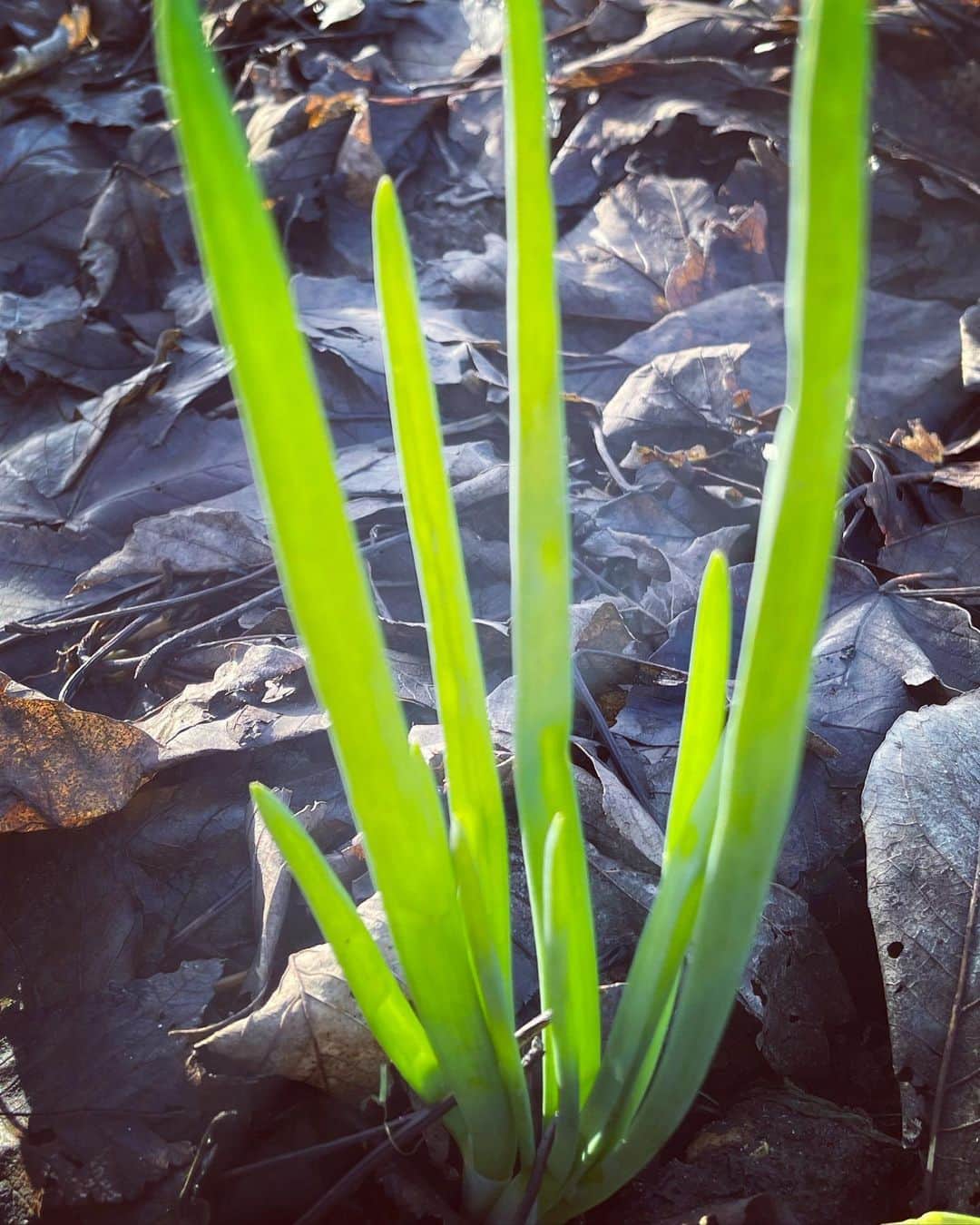 ニック・ナイトさんのインスタグラム写真 - (ニック・ナイトInstagram)「My leeks are the only plant growing in my vegetable garden right now .  Such beauty  and resilience.  Garlic is planted but still under ground .  Is there anything else I can plant in December ?」12月20日 23時16分 - nick_knight