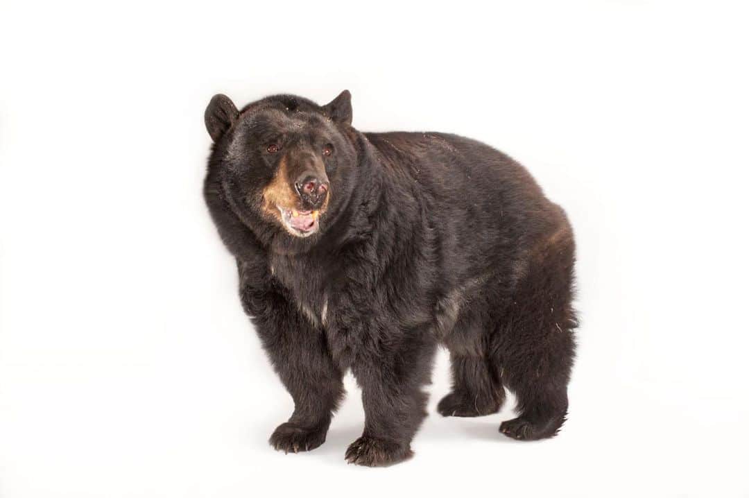Joel Sartoreさんのインスタグラム写真 - (Joel SartoreInstagram)「When North American black bears like this one @theomahazoo go into hibernation, they can lose up to 25% of their strength. This may seem like alot, but compared to humans, who would lose about 60% under the same conditions, the loss is rather minimal. So, how do black bears retain so much of their strength after five months of inactivity? They recycle their urea (chemical protein compound found in mammal urine) back into their blood, guts, and eventually, liver. Once the urea reaches the liver, amino acids can be produced, and muscle mass is restored. #bear #blackbear #northamerica #hibernation #urea #protein #muscle #PhotoArk #savetogether」12月20日 23時36分 - joelsartore