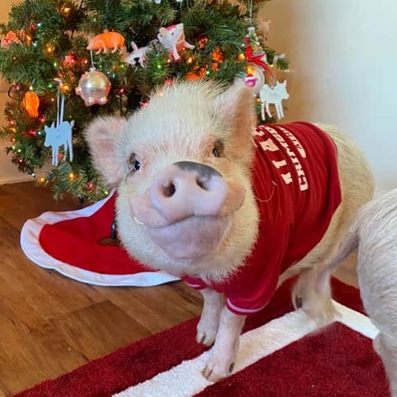 Priscilla and Poppletonさんのインスタグラム写真 - (Priscilla and PoppletonInstagram)「Happy Snout Sunday from Pink! Pink is all smiles, because Alabama won the SEC Championship. Isn’t he the cutest? I’m not sure if I have mentioned it before or not, but Pink is deaf. We usually don’t even notice it, because he follows our lead. But sometimes when we are outside he doesn’t come running in with us when we hear the Cheerio box shake. But we always go back and get him. Pink gets by with a little help from his family! (Excuse the Silly Popplebutt photo bomb). Can Pink get a ROLL TIDE?🏈🐽#rolltide #pinkerton #alabamaspiggestfans #PrissyandPop」12月20日 23時39分 - prissy_pig