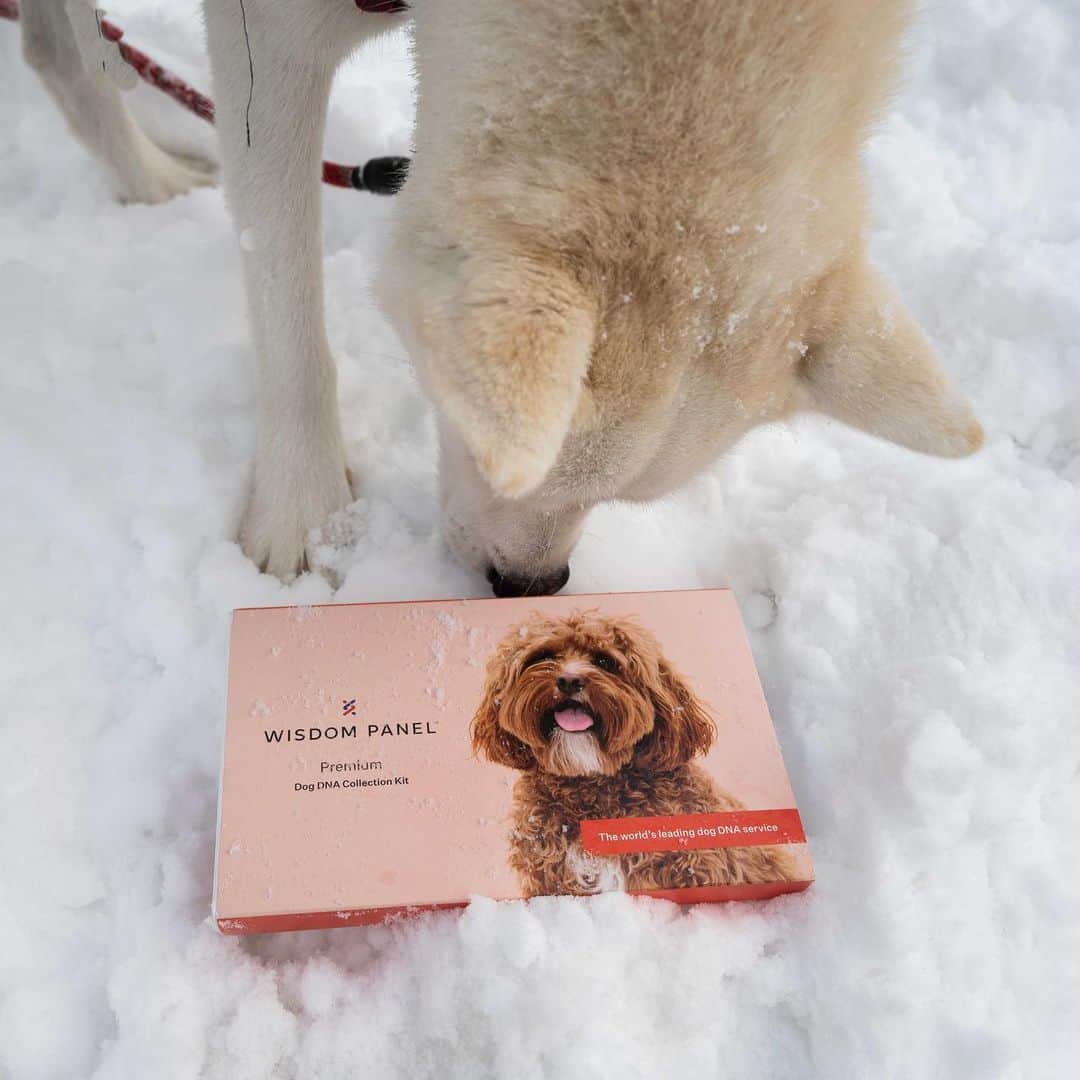 The Dogistさんのインスタグラム写真 - (The DogistInstagram)「GIVEAWAY: on the 20th day of DOGMAS, #TeamDogist gave to me… THREE WISDOM PANEL KITS! We’re teaming up with @wisdompanel to give away three DNA kits so that you can find out your pup’s breed breakdown! Believe us, it’s a great gift for you or the dog lover in your life – Elsa said so. TO ENTER: tag a friend below, and follow @wisdompanel. That’s it! Winner will be announced Wednesday! Merry Dogmas!  No purchase necessary. This giveaway is not affiliated with Instagram in any way. Giveaway ends on Tuesday at 11:59pm EST.」12月20日 23時48分 - thedogist