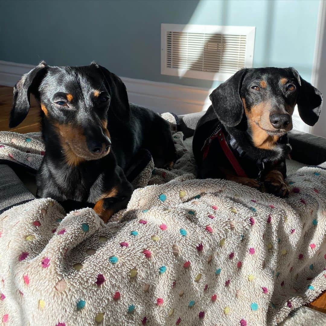Crusoe the Celebrity Dachshundのインスタグラム：「“The boys are back in town.” ~ Crusoe」