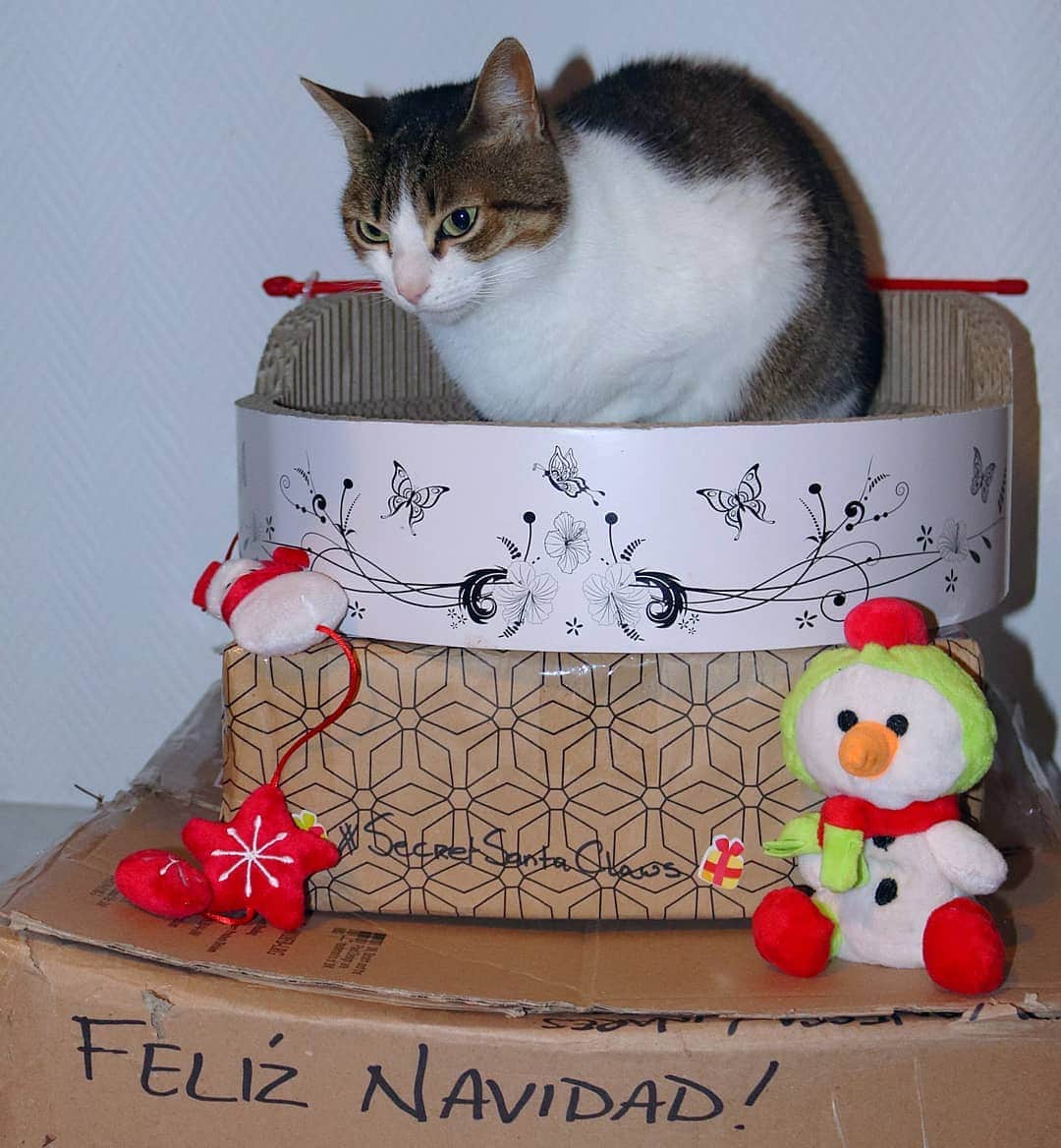 Homer Le Miaou & Nugget La Nugさんのインスタグラム写真 - (Homer Le Miaou & Nugget La NugInstagram)「Keeping a close eye on these parcels as humom tried to have a sneaky peeking on them when they are clearly not for her! Humans, i swear!!! 💂‍♀️🎁💂‍♀️ #TheySmellLikeCatnipAndTreats #NotChampagneAndDesignerShoes」12月20日 23時56分 - homer_le_chat