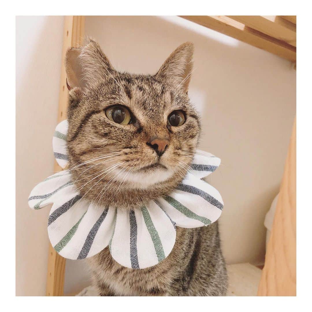 こむぎのインスタグラム：「* 色々とまとめてご報告！🙇🏻 写真1〜3枚目の可愛い子は誰かというと、崩壊現場出身のときちゃん😺 なんとなんと！ずっと愛知県内の預かりさん宅でお世話になっておりましたが、この度里親さんになってくださることになりまして、ときちゃんずっとのお家が決定しました〜😭 里親募集をして1年が経過して、すっかり預かりさんのお家の猫たちにも慣れて、お子さんたちにも優しいときちゃん☺️ これ以上環境が変わるよりはとお家の子としてお迎えしてくださることに👏 ときちゃん良かったね😭✨ @g.s.g.kano さんありがとうございますー😭🙏🏻✨✨  そして4枚目の写真は、以前に空港の敷地内で保護されて保健所へいく直前でレスキューしてきた子猫の"そらちゃん" お友達の @maihimemoco さん宅でお世話してもらっていましたが、里親さんの元へ出発し、トライアルスタートしました！👏 昨日最後にそらちゃんに会えました〜😭 すっかりまんまるになって😍可愛くなってた☺️ そらちゃんおめでとう！トライアルのんびり頑張ろう💪  そして最後に、ストーリーにも載せていましたが、崩壊現場に残されていたししくん🦁 無事に預かりさん宅へお届け完了！ ゆっくり家猫修行を頑張りながら、関東地方で里親様募集いたします！🙏🏻 @takanokenoneko.399 さんどうぞよろしくお願いしますー😭  何とか年内の搬送もこれでひと段落かなぁ😂 岐阜に無事に帰宅して寝落ちしてました〜😂 M1見逃した…！誰が優勝したの〜(´⊙ω⊙`≡´⊙ω⊙`)？  さぁ！明日は崩壊現場に最後に取り残されたかもめをお迎えに行ってきますー！  この岐阜崩壊現場レスキューをしてきたこの1年間は本当に自分の生活が一変して、すべてを注ぎ込んできました…！！😭 それも明日で全ての猫の脱出💪💨 あと少し踏ん張るぞ！！ #岐阜多頭崩壊レスキュー   里親募集中の猫たちは残り15匹！ 詳しくは→ @comugineko」