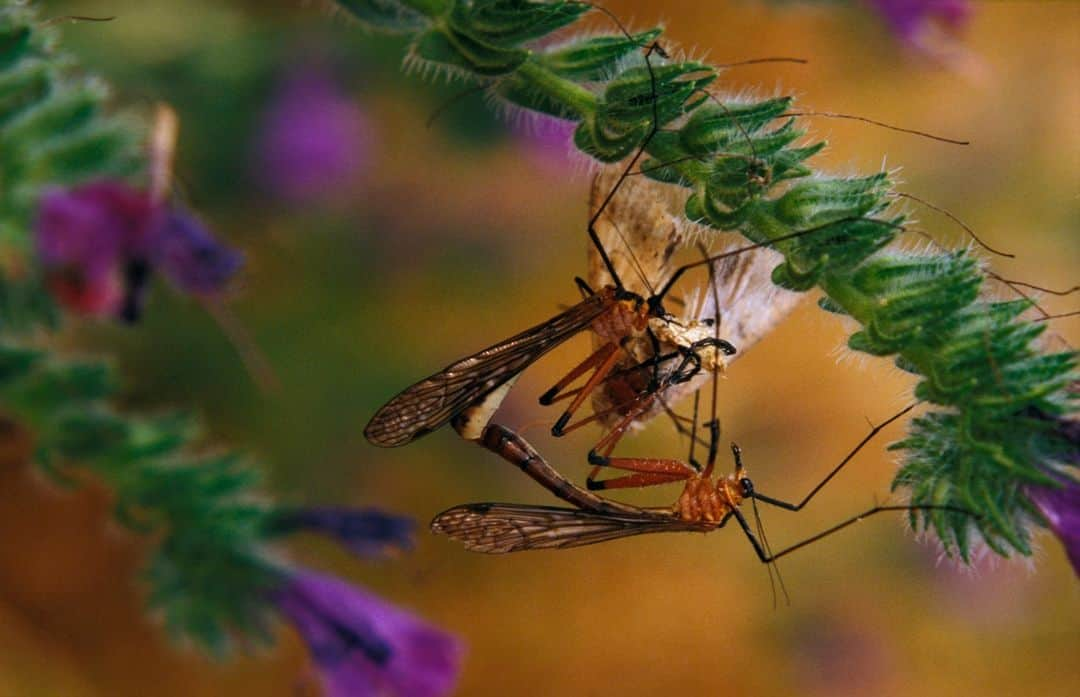 アニマルプラネットさんのインスタグラム写真 - (アニマルプラネットInstagram)「It's not the gift that counts, but the thought behind it! While it sounds gross to us, the scorpionfly gives his mate a dead insect or chunk of saliva as a token of love and appreciation. Romantic, no? ❤️ . . . . . #presents #gift #giftgiving #holidays #christmas #christmaspresent #insect #insects #scorpionfly #scorpionflies #animalplanet #pictureoftheday #photooftheday」12月21日 0時30分 - animalplanet