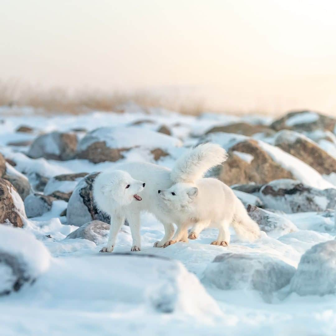 Discoveryさんのインスタグラム写真 - (DiscoveryInstagram)「Family feud: Arctic fox edition.   Photo and Caption: George Turner (@georgetheexplorer)  #arcticfox #fox #winterwonderland #familytime #snowday」12月21日 0時22分 - discovery