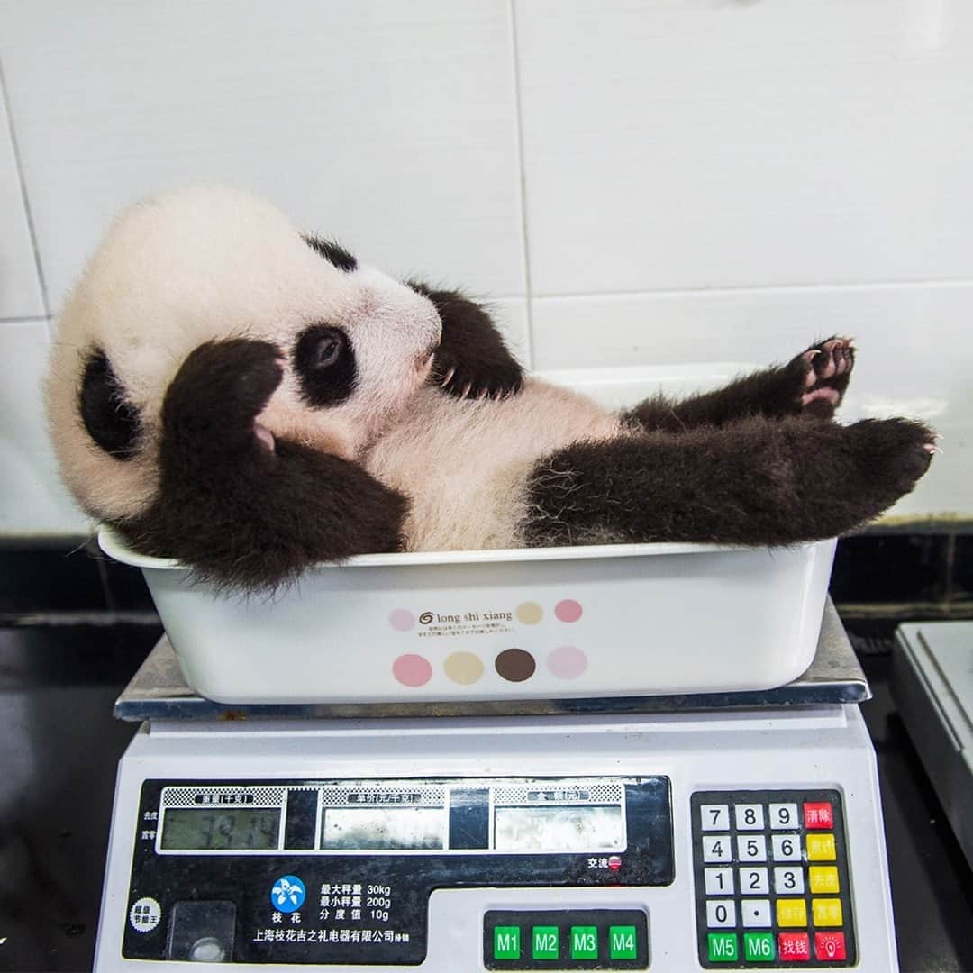 TED Talksのインスタグラム：「🐼 vibe 🌿  check 🐼 ⁠ ⁠ Although pandas are no longer endangered, they're still classified as vulnerable, so that's why breeding programs are still so important. Unfortunately, many pandas raised in them struggle in the wild, so at the Conservation and Research Center for the Giant Panda in Wolong, China, baby pandas are trained to climb trees, avoid predators, find food and more. In fact, their caretakers wear panda costumes scented with panda urine and feces — yes, it's kind of creepy but also kind of amazing — so the animals don't become accustomed to humans. Click the link in our bio to learn more about these animals' journeys, from birth to being released into the wild. ⁠ ⁠ [Image: @amivitale]」