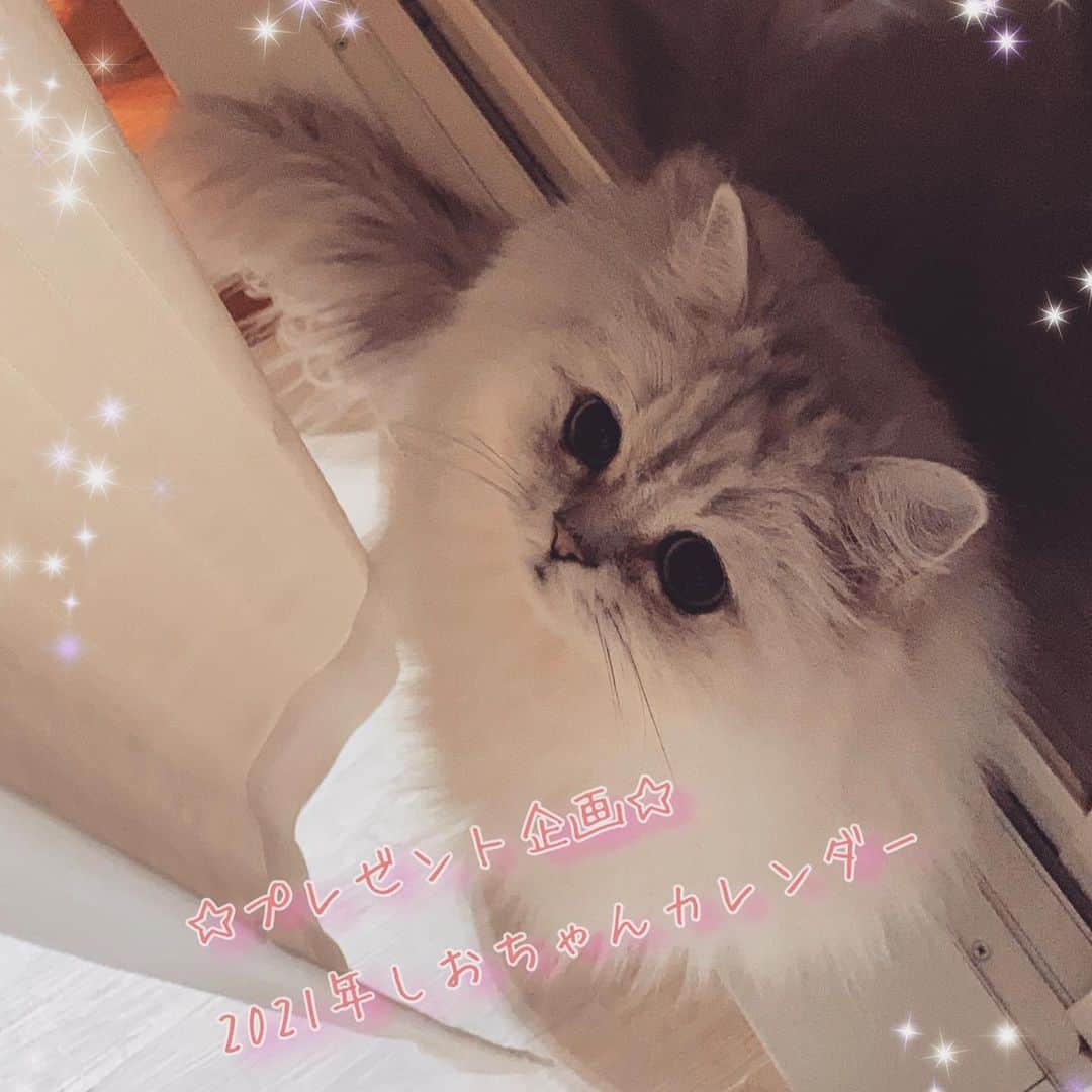 のインスタグラム：「2020.12.20 しおちゃん☆Shiochan ＊ 僕はしおだぞ。 カレンダープレゼントの参加ありがとだぞ。 12/20で締め切ったぞ。 ＊ @shishimaru58  @avi.bluegreen  @vivianacocorococo  @nana100ton  @ma_tak_mamachan  @tsuho.t  ＊ タグ付けでスクショをご投稿頂いた６名様のお名前を明記しましたが、漏れとかありませんか？🥲💦 間違いがないようであれば、DMで ☆お名前（フルネーム） ☆郵便番号 ☆住所 ☆ご希望カレンダー A.しおちゃんカレンダー B.しおちゃんファミリーカレンダー ＊ を送って下さい🙇‍♀️✨✨✨ ＊ 今回、６名の方に参加頂き、４名様へのプレゼントと記載しましたが、ご参加頂いた全員にプレゼントさせて頂きたいと思います😊 現在、カレンダーを作成中です。 年内には送れると思いますが、今年はギリギリまで仕事になりそうなので、年越しになってしまったらすみません💦💦 ☆ ☆ #僕はしおだぞプレゼントだぞ2020 #僕はしおだぞプレゼントだぞ #プレゼント企画 #本日締め切り #ありがとうございました😊」