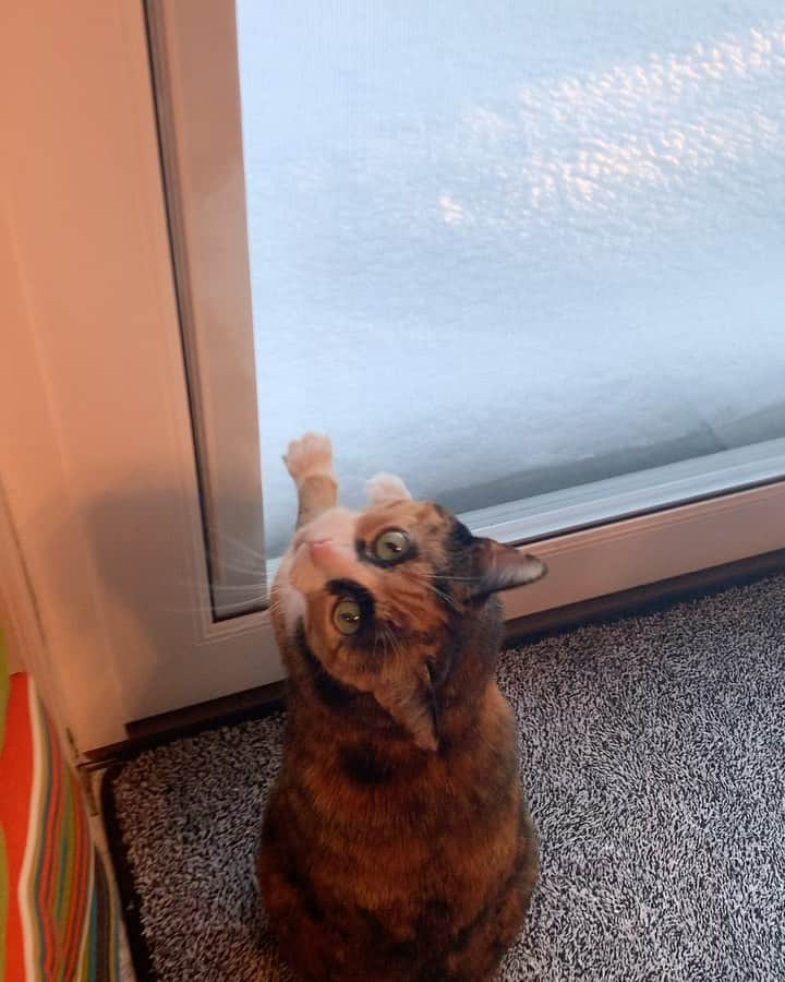 リリーのインスタグラム：「Pleaseee let me go out in the ❄️  . . . #lillycrazyeyes #mood #catsofinstagram #9gag #calico #instacat #meowstagram #meow #meowdel #instacalico #calico #christmasdecor #christmaslights #crazyeyes #sassy #notimpressed #eyes #christmas #christmastree #meowdel #lights #christmas2020 #catnip #snow #snowday #snowday❄️」