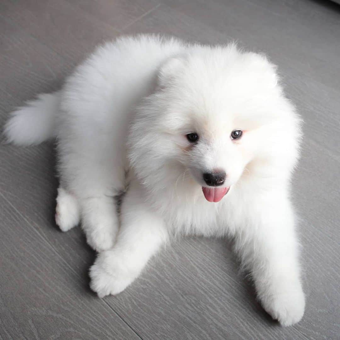 Alex Toのインスタグラム：「Repost. 😊😊😊 #cute #dog #doglover #dogsofinstagram #dogoftheday #dogofthedayjp #dogstagram #fluffy #hkig #hongkong #ilovemydog #instadog #instagood #instamood #instagraphy #instapic #samoyedoninstagram #pet #petlovers #petsofinstagram #petstagram #photooftheday #puppy #pupsofinstagram #samoyed #samoyedsofinstagram #webstagram #犬 #サモエド」