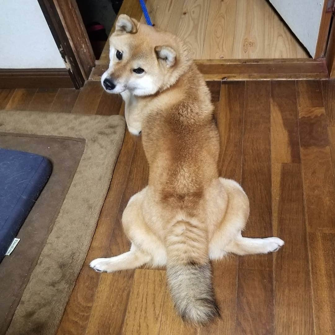 柴犬たま Shibainu Tamaのインスタグラム