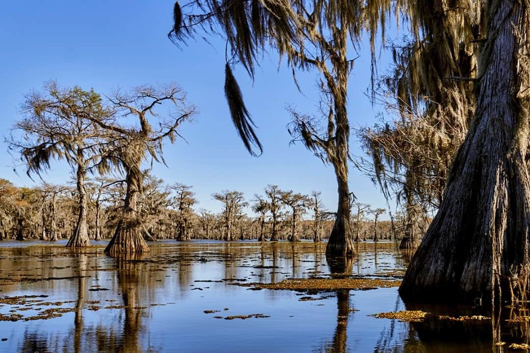 National Geographic Travelさんのインスタグラム写真 - (National Geographic TravelInstagram)「Photo by Matt Borowick @mborowick / Near the border of Texas and Louisiana, Caddo Lake State Park is home to massive bald cypress trees that jut out of the water, adorned with Spanish moss. If you happen to be in East Texas, you should definitely come to the lake either by yourself or with a guide. It is sure to amaze anyone who visits. Follow @mborowick for more pictures like this. #nature #Texas #adventure #wilderness #Louisiana」12月21日 12時34分 - natgeotravel