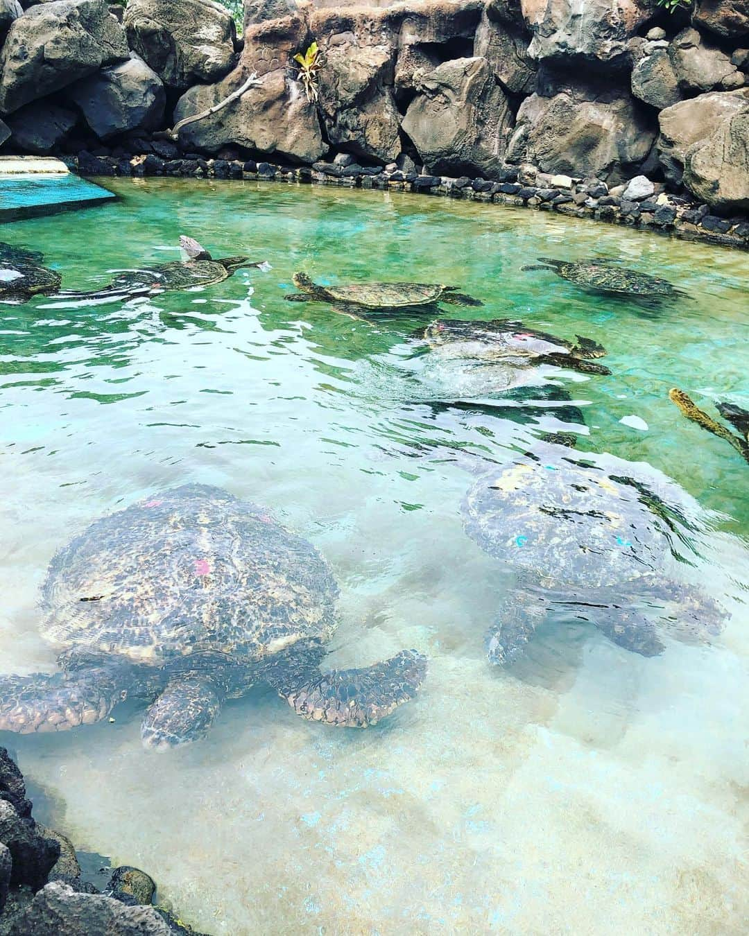 加織さんのインスタグラム写真 - (加織Instagram)「寒いよー🥶さむいよー。 去年の今頃はHawaiiで毎日ニマニマしてたなー(笑)最高の思い出🤍 早く世界が落ち着きを取り戻します様に🙏🏻🙏🏻🙏🏻」12月21日 12時29分 - kaori_0723