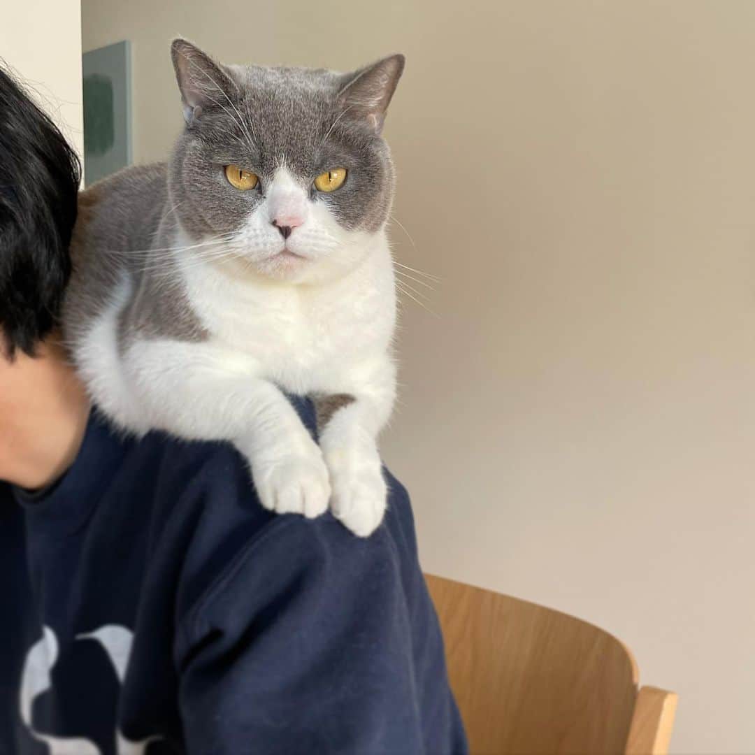 カブのインスタグラム：「この堂々とした甘えっぷり」