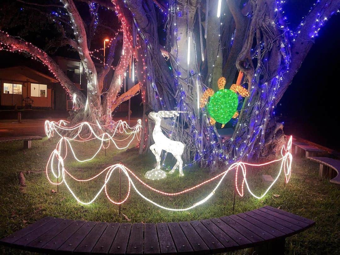小笠原村観光協会さんのインスタグラム写真 - (小笠原村観光協会Instagram)「今年もガジュマルのイルミネーションが点灯しました🎄✨ 今年はイベントが少なくおがまるサンタも島に来れずの状況。そんな中みんな楽しみにしていたこのライトアップ！ ガジュマルの周りにたくさんの生き物が集まっていてステキなデザインです❤️ 点灯式は島のジャズバンド「Swing Blow」の音色が彩ってくれました！ . #小笠原 #小笠原諸島 #父島 #ogasawara #boninisland #南の島 #青い空と海 #島暮らし #islandlife #blueocean #クリスマス #クリスマスツリー #クリスマスイルミネーション #christmas #christmastree #世界自然遺産 #世界遺産 #worldheritage #旅が好き #lovetravel #離島 #離島暮らし #tokyo #japan #ig_japan #旅行好きな人と繋がりたい #ダレカニミセタイケシキ」12月21日 13時02分 - village_ogasawara