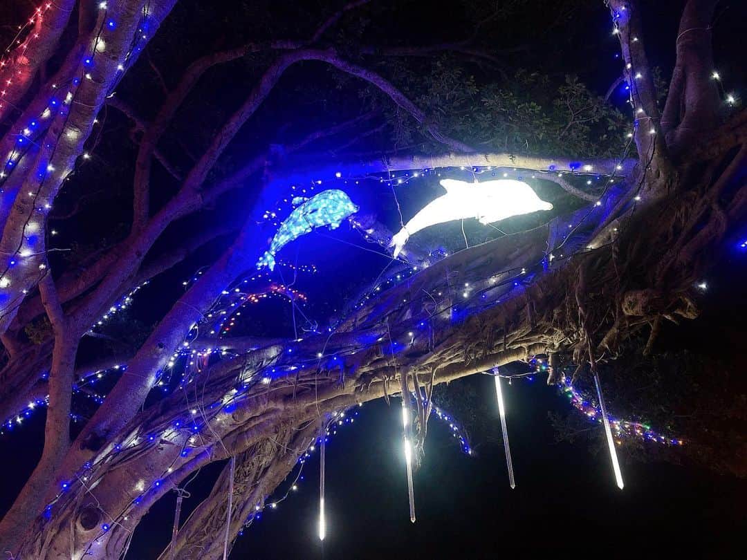 小笠原村観光協会さんのインスタグラム写真 - (小笠原村観光協会Instagram)「今年もガジュマルのイルミネーションが点灯しました🎄✨ 今年はイベントが少なくおがまるサンタも島に来れずの状況。そんな中みんな楽しみにしていたこのライトアップ！ ガジュマルの周りにたくさんの生き物が集まっていてステキなデザインです❤️ 点灯式は島のジャズバンド「Swing Blow」の音色が彩ってくれました！ . #小笠原 #小笠原諸島 #父島 #ogasawara #boninisland #南の島 #青い空と海 #島暮らし #islandlife #blueocean #クリスマス #クリスマスツリー #クリスマスイルミネーション #christmas #christmastree #世界自然遺産 #世界遺産 #worldheritage #旅が好き #lovetravel #離島 #離島暮らし #tokyo #japan #ig_japan #旅行好きな人と繋がりたい #ダレカニミセタイケシキ」12月21日 13時02分 - village_ogasawara