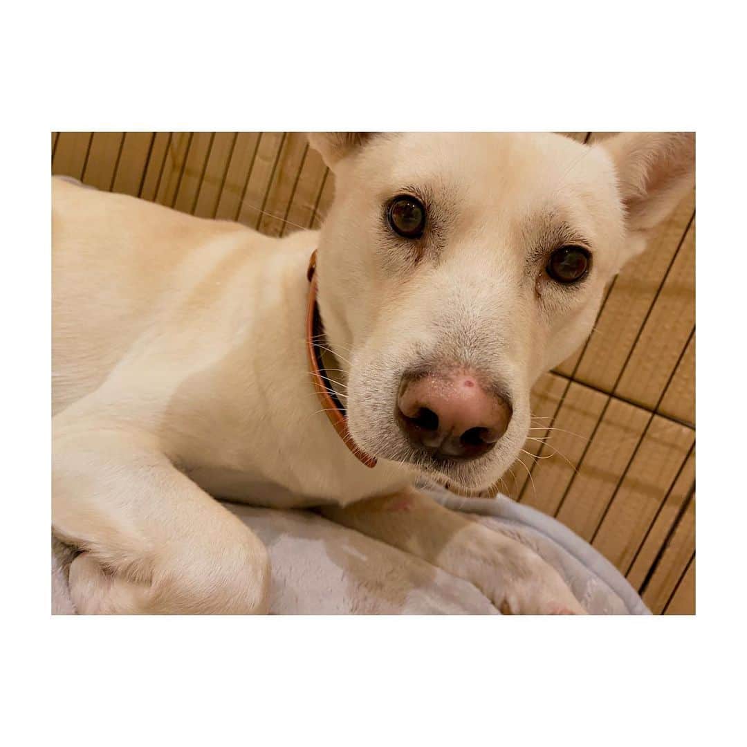 二階堂ふみのインスタグラム：「ご飯もう終わりでつか？  #まめもち預かり日誌  #元野犬 #保護犬を家族に」