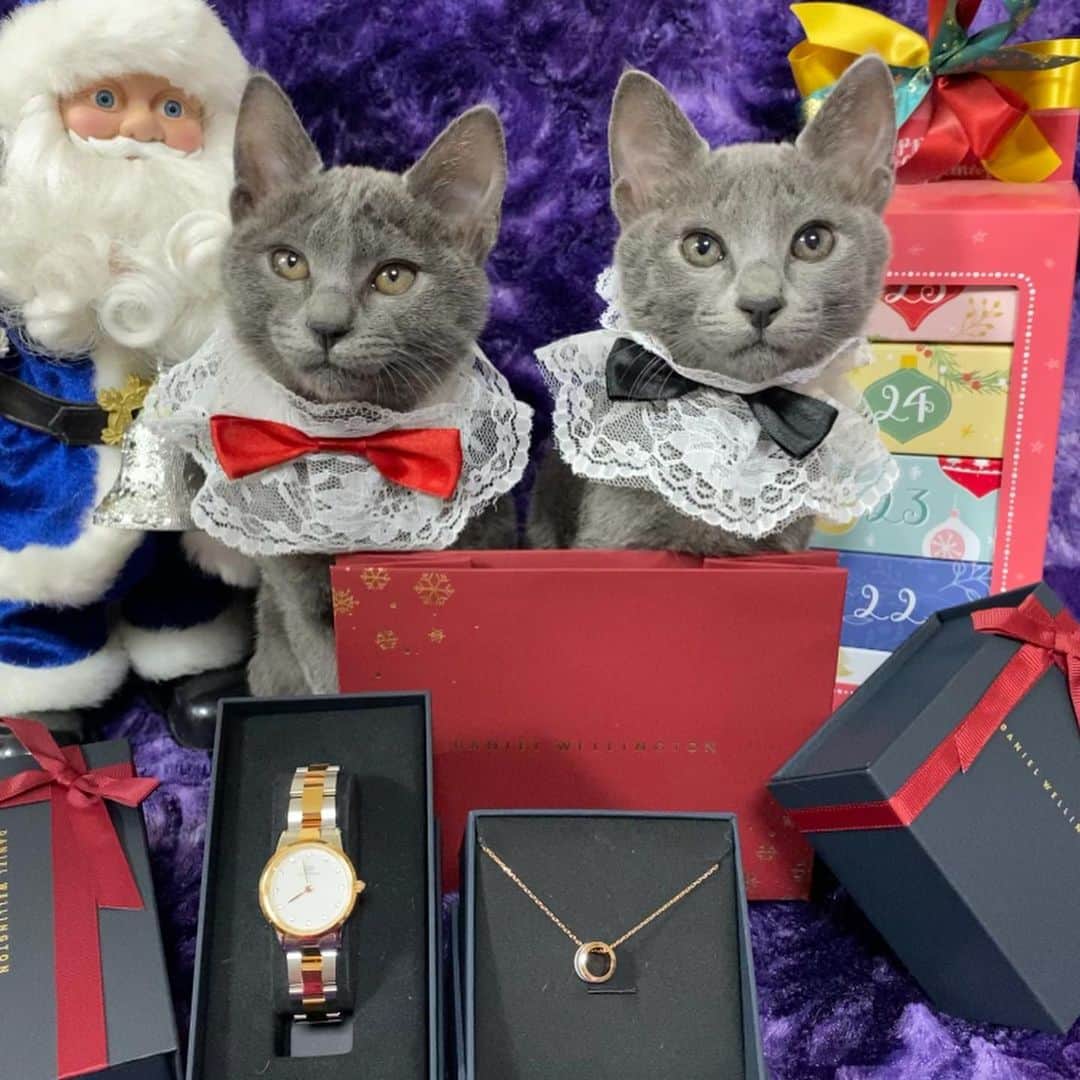 midoriさんのインスタグラム写真 - (midoriInstagram)「. . いよいよ　クリスマス🎄. .  @DanielWellington さんの腕時計⌚とネックレスをプレゼント🎁. .  🎄12月22日までの注文で、クリスマスまでに間に合います🎁. . 文字盤がSwarovski® クリスタルで彩られ、光の加減でキラキラと輝きが変わるステキな腕時計です✨✨. . . そして、小ぶりでコロンと可愛らしいネックレスは、カジュアルにもエレガントにもどんなシーンにもマッチする可愛いネックレスです❤️❤️. . .  #danielwellington では、クリスマスキャンペーン実施中です💕. . . 🎄公式サイトhttps://www.danielwellington.com/jp  やDW直営店舗にて二点以上お買い上げで25％OFFになりますので、是非、覗いてみて下さい💕💕. .  🎄とってもステキなギフトラッピングは今なら無理です💕💕. .  🎄15％OFFクーポンコード【midori0】の併用でさらにお得になります✨✨. . . .   #DWクリスマス #自分へのご褒美 #クリスマスギフト #大切な人へ   .  #ネコ#ねこ#猫#ねこすたぐらむ #にゃんこ #にゃんすたぐらむ#猫好きな人と繋がりたい #保護猫 #ねこちゃんホンポ#子猫#にゃんことクリスマス #ペコねこ部#nyancon01 #catstagram#cats_of_instagram#catsofinstagram#kittycat #bestmeow#meow#cutepetclubs#club_of_cats#kitty#ilove cat#loverycat」12月21日 13時16分 - midorinotanbo