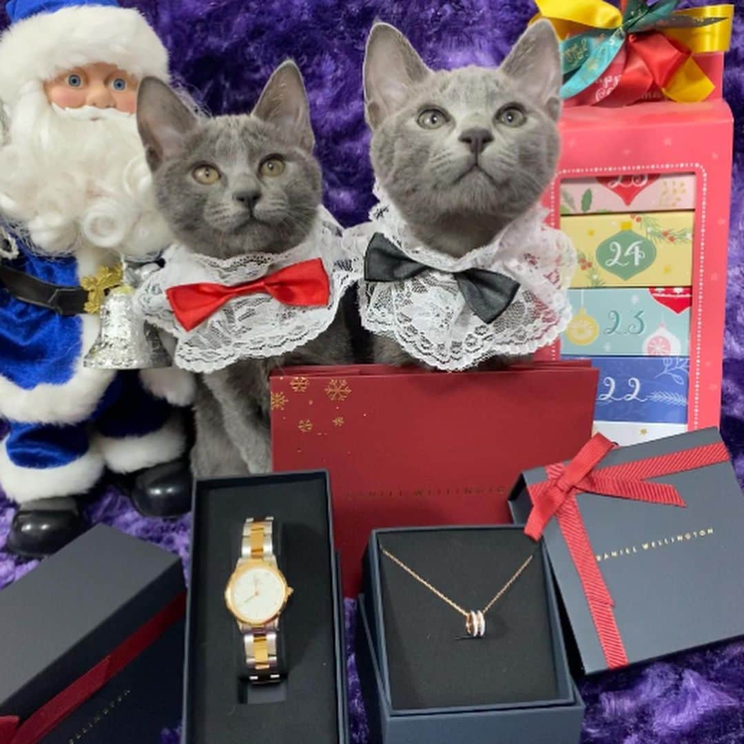 midoriさんのインスタグラム写真 - (midoriInstagram)「. . いよいよ　クリスマス🎄. .  @DanielWellington さんの腕時計⌚とネックレスをプレゼント🎁. .  🎄12月22日までの注文で、クリスマスまでに間に合います🎁. . 文字盤がSwarovski® クリスタルで彩られ、光の加減でキラキラと輝きが変わるステキな腕時計です✨✨. . . そして、小ぶりでコロンと可愛らしいネックレスは、カジュアルにもエレガントにもどんなシーンにもマッチする可愛いネックレスです❤️❤️. . .  #danielwellington では、クリスマスキャンペーン実施中です💕. . . 🎄公式サイトhttps://www.danielwellington.com/jp  やDW直営店舗にて二点以上お買い上げで25％OFFになりますので、是非、覗いてみて下さい💕💕. .  🎄とってもステキなギフトラッピングは今なら無理です💕💕. .  🎄15％OFFクーポンコード【midori0】の併用でさらにお得になります✨✨. . . .   #DWクリスマス #自分へのご褒美 #クリスマスギフト #大切な人へ   .  #ネコ#ねこ#猫#ねこすたぐらむ #にゃんこ #にゃんすたぐらむ#猫好きな人と繋がりたい #保護猫 #ねこちゃんホンポ#子猫#にゃんことクリスマス #ペコねこ部#nyancon01 #catstagram#cats_of_instagram#catsofinstagram#kittycat #bestmeow#meow#cutepetclubs#club_of_cats#kitty#ilove cat#loverycat」12月21日 13時16分 - midorinotanbo