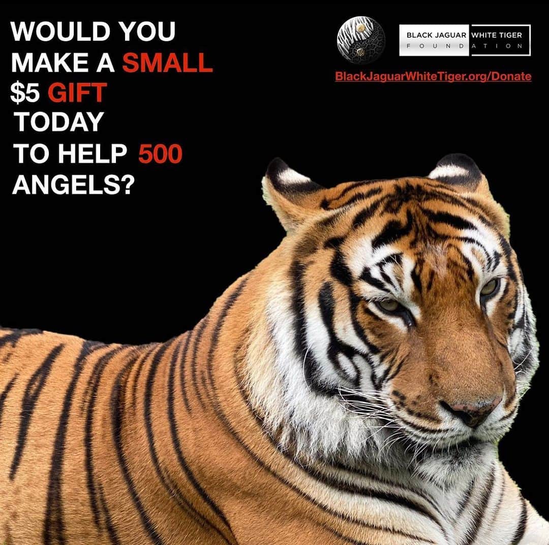Black Jaguar-White Tiger さんのインスタグラム写真 - (Black Jaguar-White Tiger Instagram)「Your donation saves lives. 500 rescued Animals need you. Active link to donate on our bio or at www.BlackJaguarWhiteTiger.org/Donate」12月21日 4時42分 - blackjaguarwhitetiger