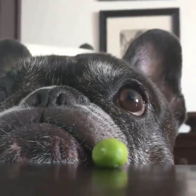 French Bulldogのインスタグラム