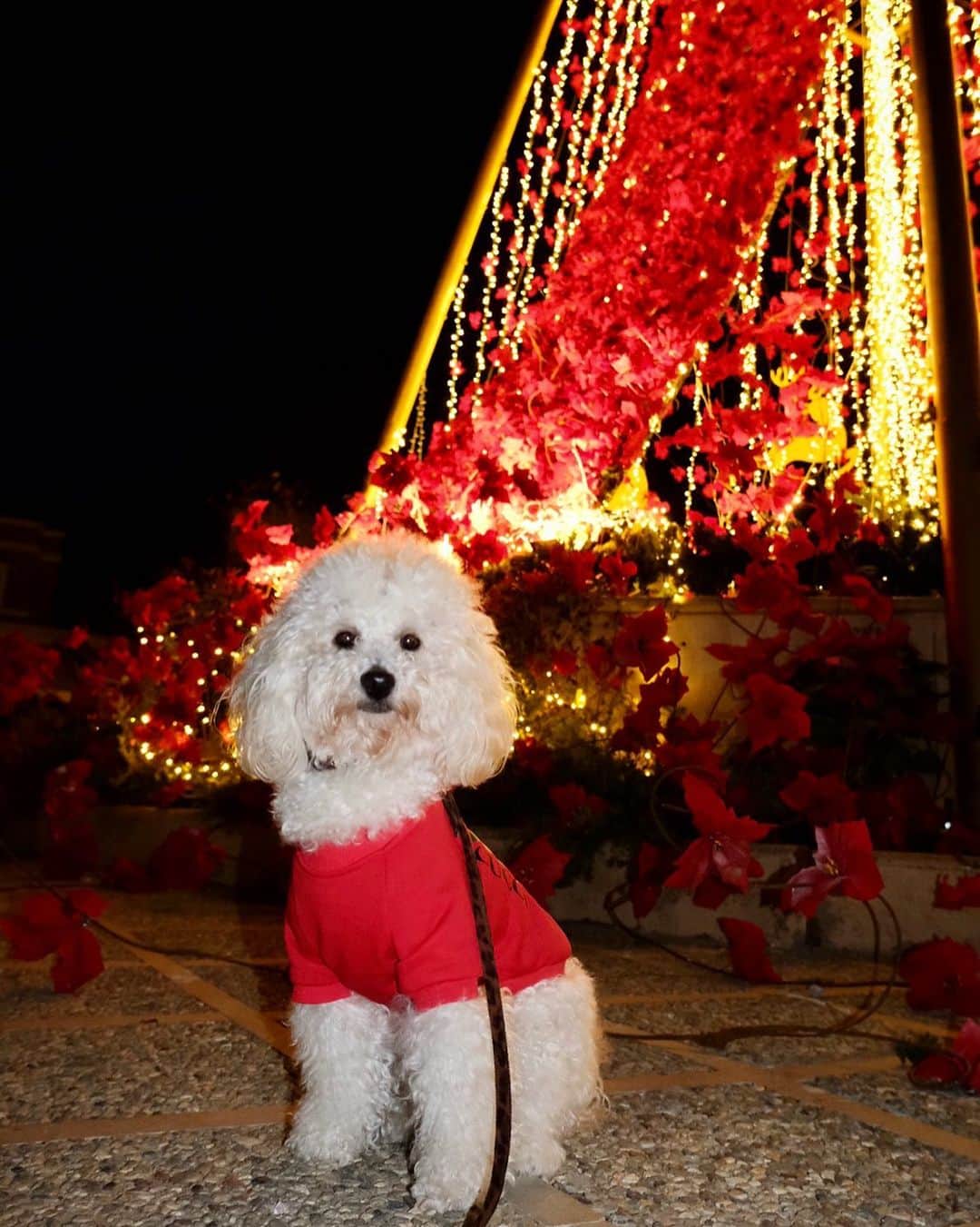 ルセット・ヴァン・ビークのインスタグラム：「Merry Christmas 🎄 🐾❤️」