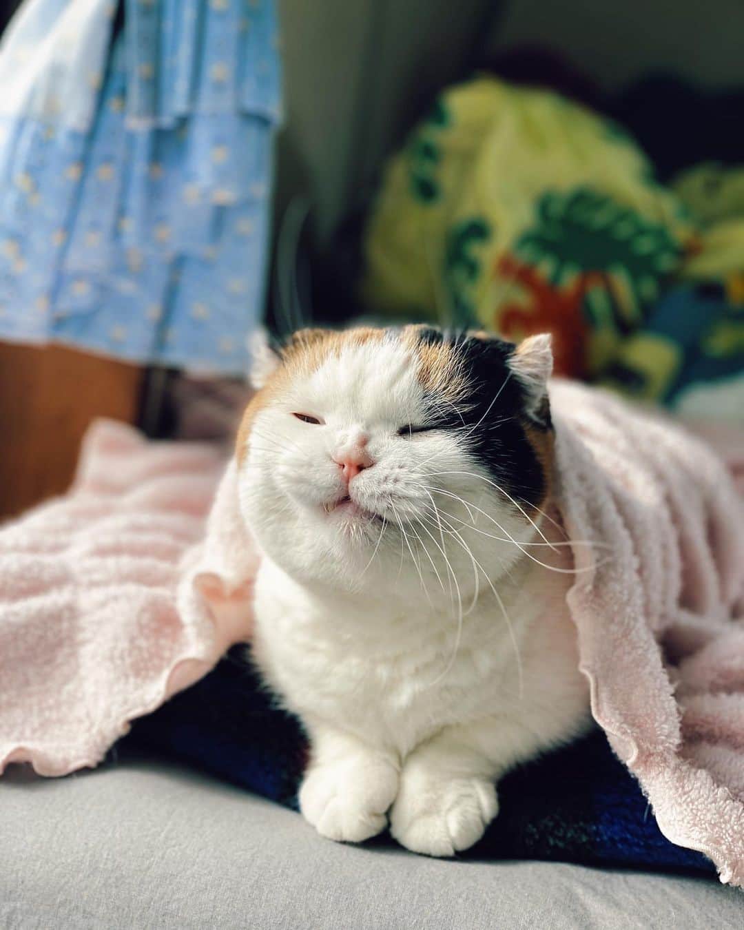 Aww Clubさんのインスタグラム写真 - (Aww ClubInstagram)「When you wake up before your alarm⠀ ⠀ 📷@sanchelove⠀ ⠀ #meowed #sanchelove #japan #🇯🇵 #sleepycat #zzz」12月21日 6時00分 - meowed