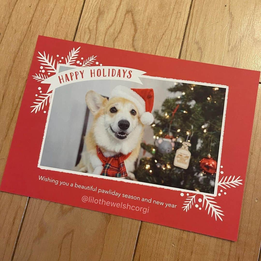 Liloさんのインスタグラム写真 - (LiloInstagram)「🎁 HOLIDAY CARD AND STICKER GIVEAWAY 🎄 ⠀⠀⠀⠀⠀⠀⠀⠀⠀ To enter, you can do any of the following three things (extra entries if you do all): 1) like/comment a holiday emoji🎄🎁🎅❄️☃️, 2) like/comment your favorite thing about the holidays, 3) tag someone. For every tag you’ll get one extra entry, so keep tagging people! ⠀⠀⠀⠀⠀⠀⠀⠀⠀ Contest ends on 12/25/20 at 11:59 PM Pacific. (US/CANADA ONLY) *GIVEAWAY CLOSED*」12月21日 6時17分 - lilothewelshcorgi