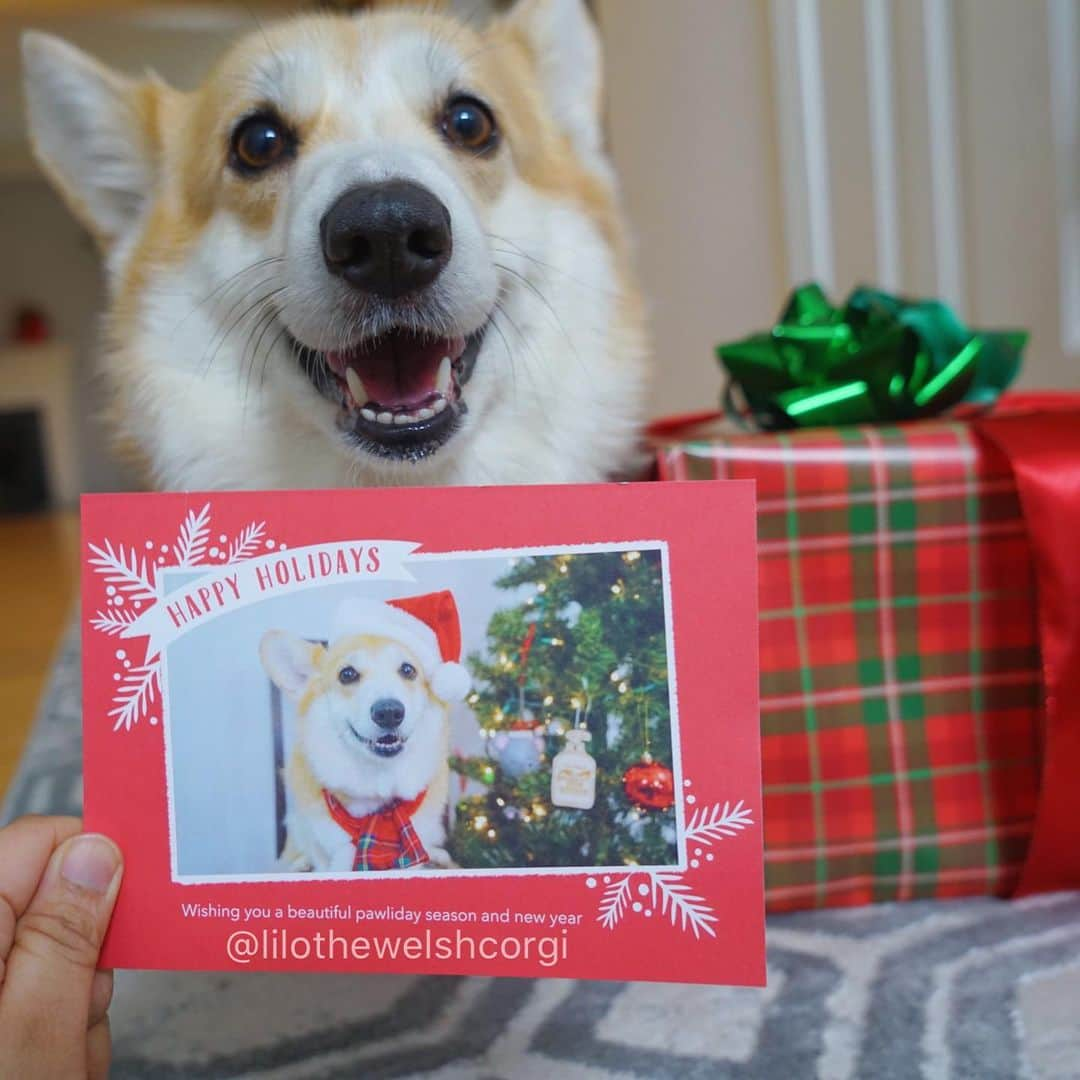 Liloさんのインスタグラム写真 - (LiloInstagram)「🎁 HOLIDAY CARD AND STICKER GIVEAWAY 🎄 ⠀⠀⠀⠀⠀⠀⠀⠀⠀ To enter, you can do any of the following three things (extra entries if you do all): 1) like/comment a holiday emoji🎄🎁🎅❄️☃️, 2) like/comment your favorite thing about the holidays, 3) tag someone. For every tag you’ll get one extra entry, so keep tagging people! ⠀⠀⠀⠀⠀⠀⠀⠀⠀ Contest ends on 12/25/20 at 11:59 PM Pacific. (US/CANADA ONLY) *GIVEAWAY CLOSED*」12月21日 6時17分 - lilothewelshcorgi