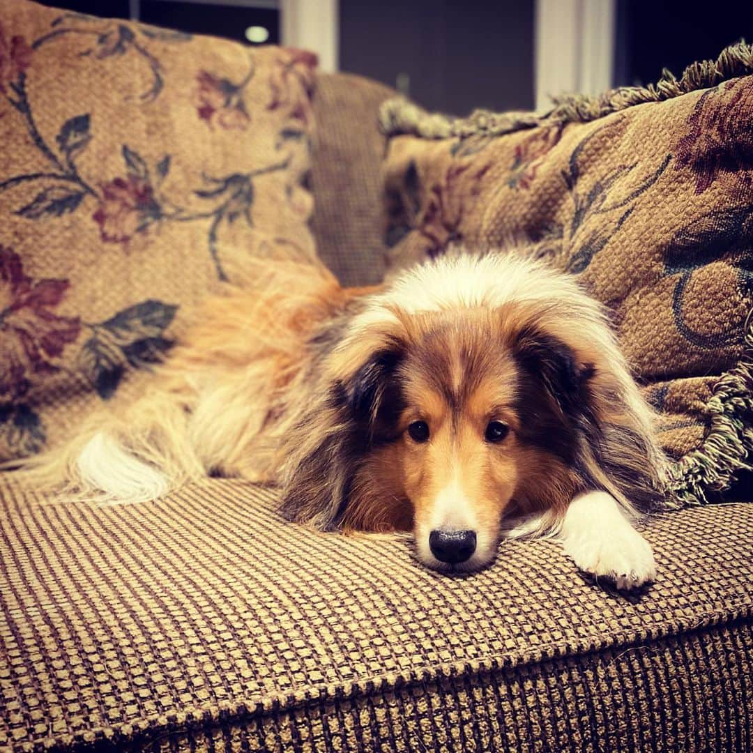 ナターシャ・ピュリッチのインスタグラム：「The but mom look she gives when asked to get off the couch.. #inpieces #shesgetsherway #always #sheltiesofinstagram」