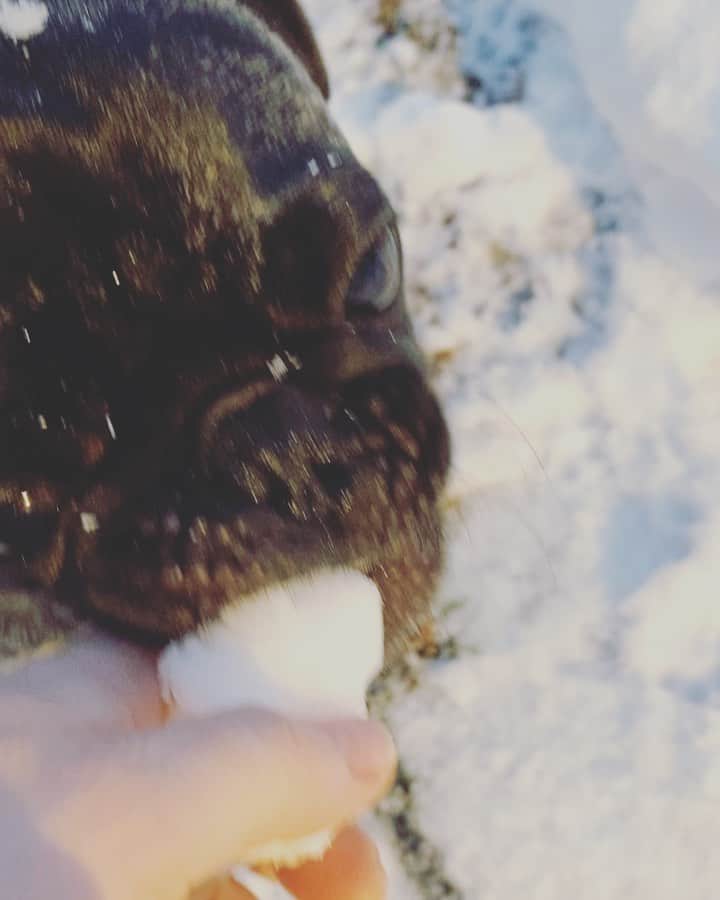 pugsofinstagramのインスタグラム